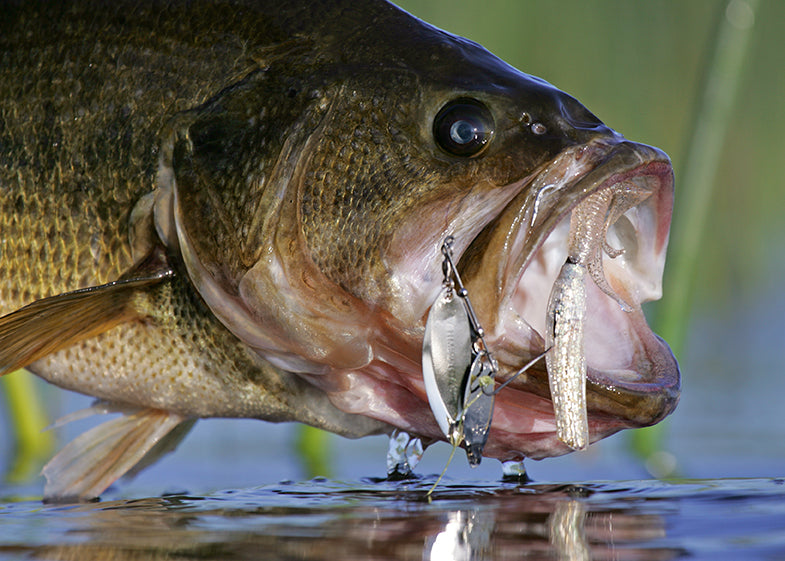Bass fishing