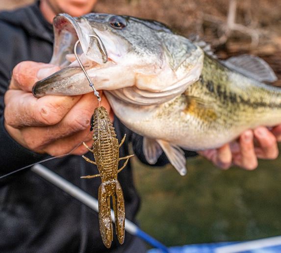 Rapala Crush City Bronco Bug 7PK