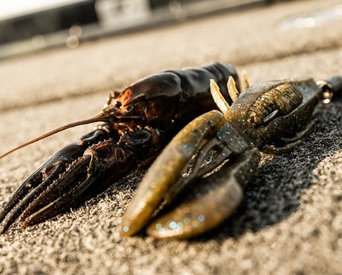 Rapala Crush City Bronco Bug 7PK