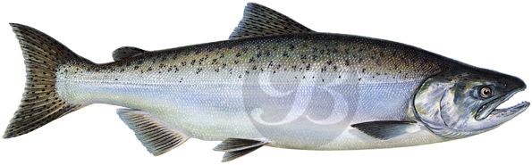 Chinook Salmon Decal