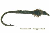 CHIRONIMID STRIPPED QUILL
