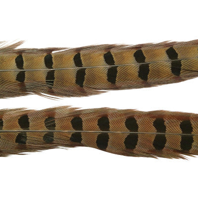 Wapsi Ringneck Pheasant Tail Feathers