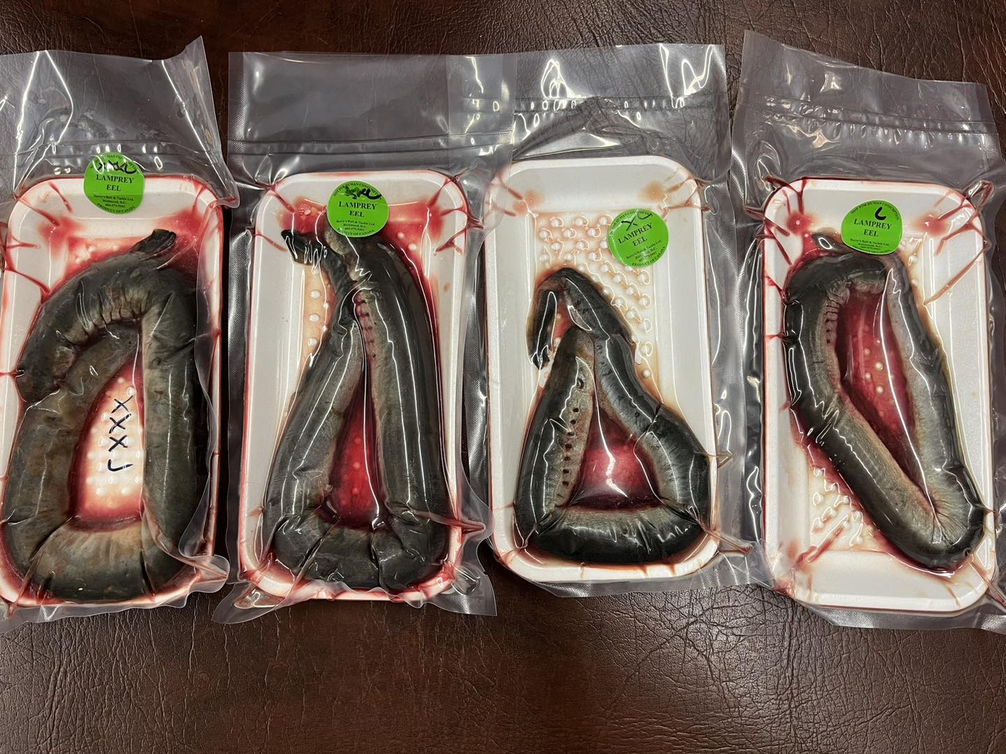 Lamprey Eels