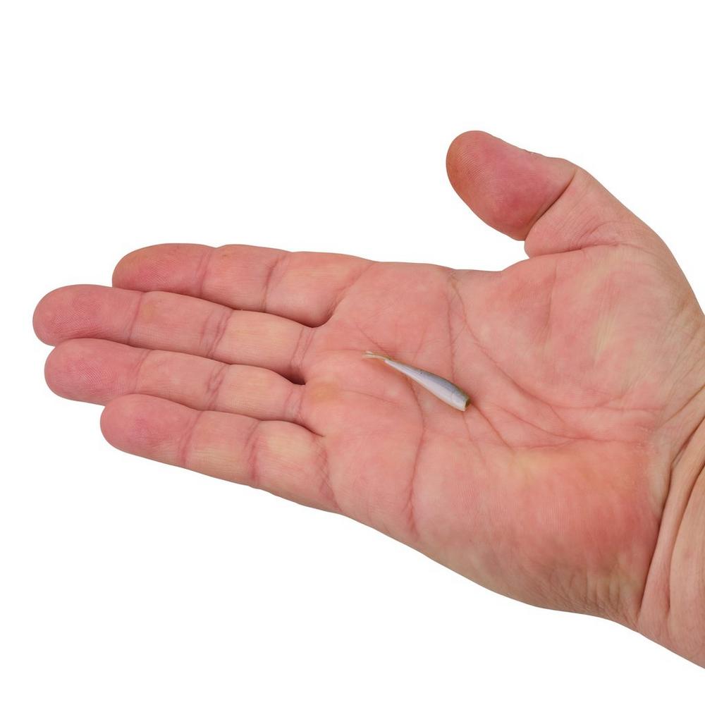 Gulp Alive 1" Minnow