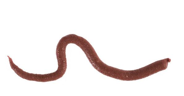 GULP 6" EXTRUDED NIGHTCRAWLER