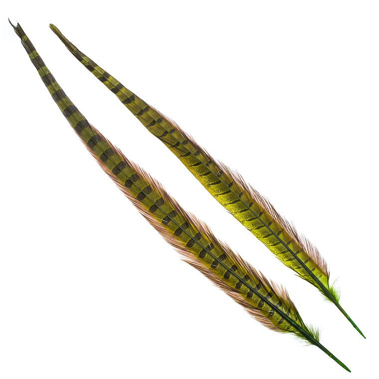 Wapsi Ringneck Pheasant Tail Feathers