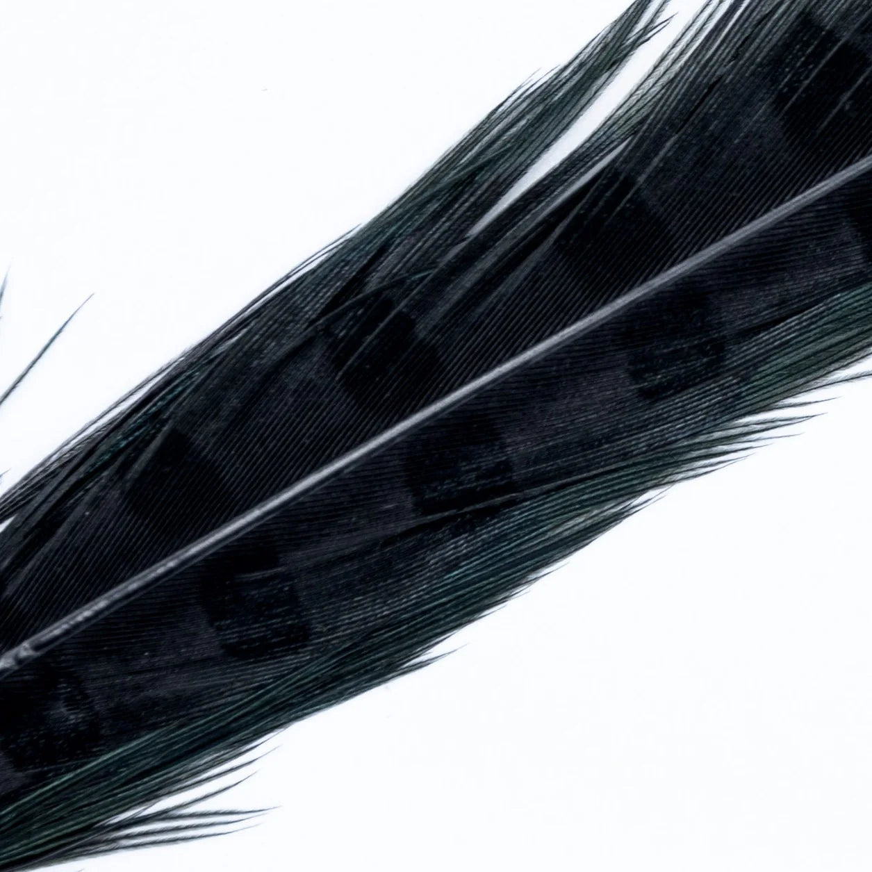 Wapsi Ringneck Pheasant Tail Feathers