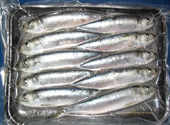 STORE 6-7" Green Herring 40s Frozen Herring Bait