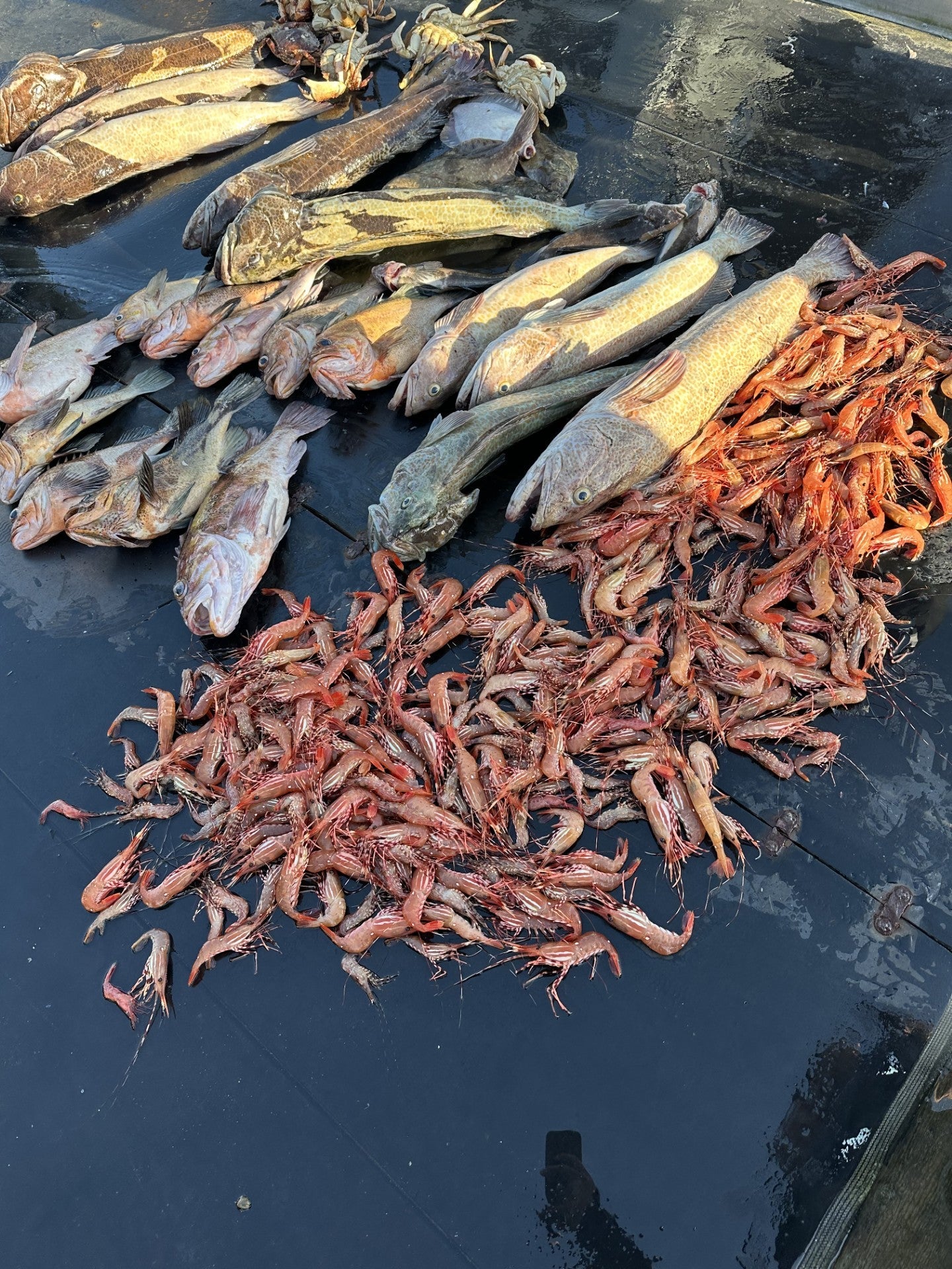 May 8th 2025 Fishing Report