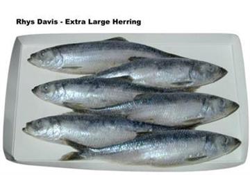 STORE MEDIUM 7-8" 40'S HERRING