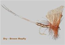 Brown Mayfly