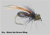 Black Ant Brown Wing