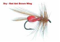 RED ANT BROWN WING