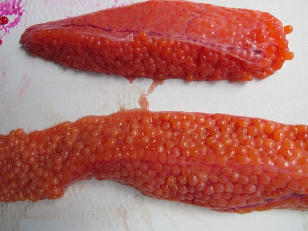BERRY'S SALT CURE SALMON ROE BY THE LB OR PORTION