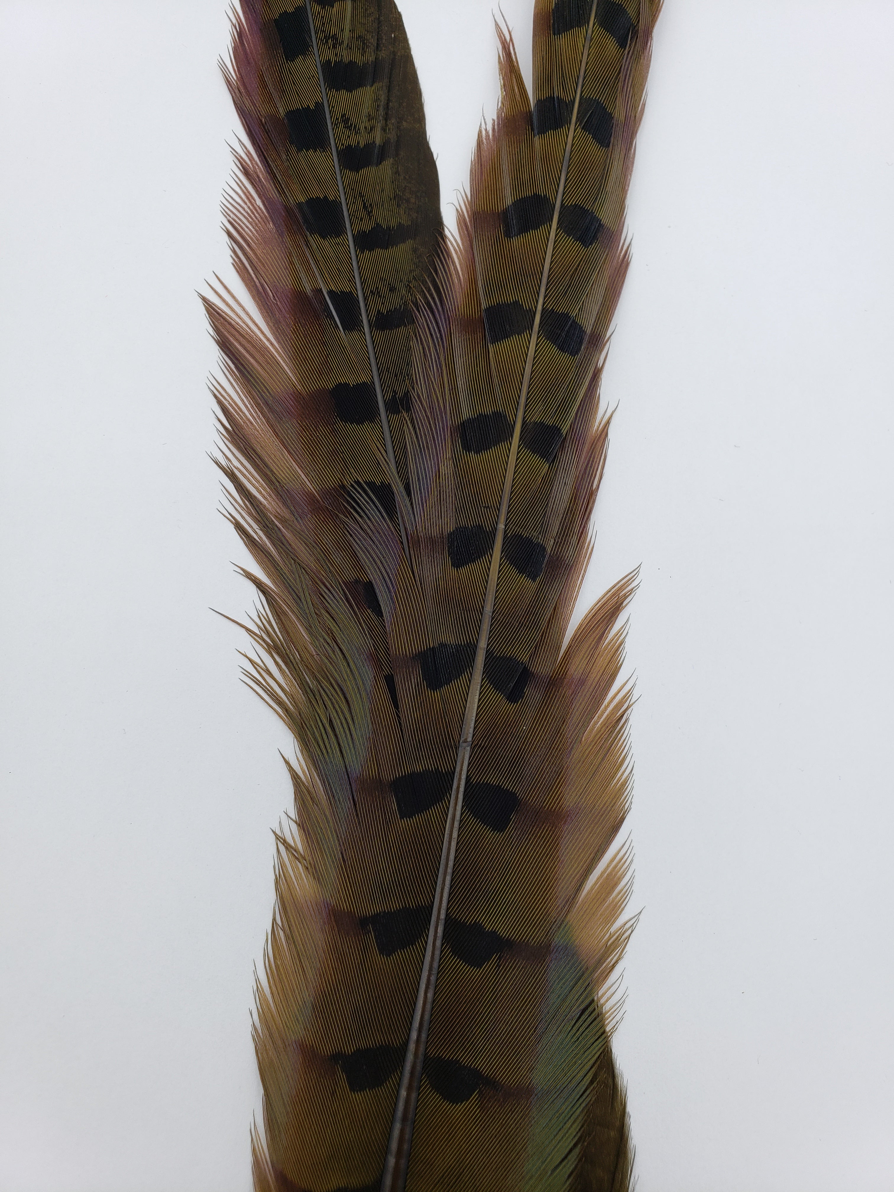 Wapsi Ringneck Pheasant Tail Feathers Black