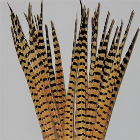 Wapsi Ringneck Pheasant Tail Feathers